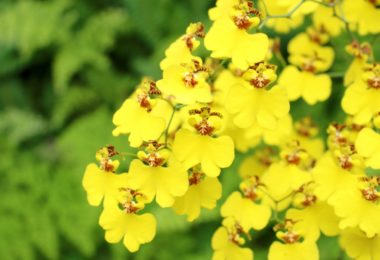 萩の花言葉花の特徴、名前と花言葉の由来、種類LOVEGREEN ラブグリーン