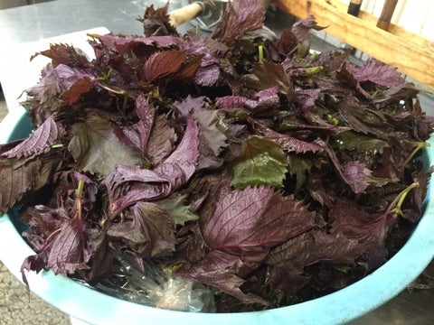 赤紫蘇の効果＆効能とは？漢方にも活用される赤シソの秘密について！公式 島根の有機 桜江町 さくらえちょう 桑茶生産組合