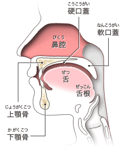 頭蓋 図 : 正常解剖学e-Anatomy