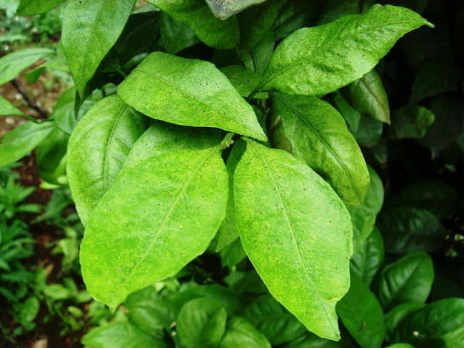 ハダニの駆除方法 被害や症状、予防対策、症状をくわしく解説！となりのカインズさん