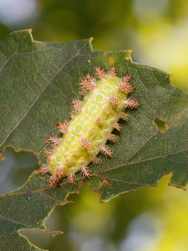 毛虫皮膚炎 - つくば・土浦鶴町皮膚科クリニック