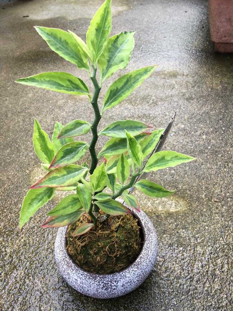 ペディランサスの育て方 花言葉植物の秘島