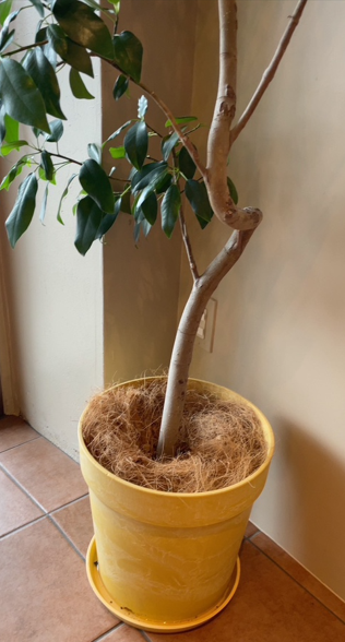 お役立ちアイテム！ココヤシファイバーの上手な使い方ひとはなノート