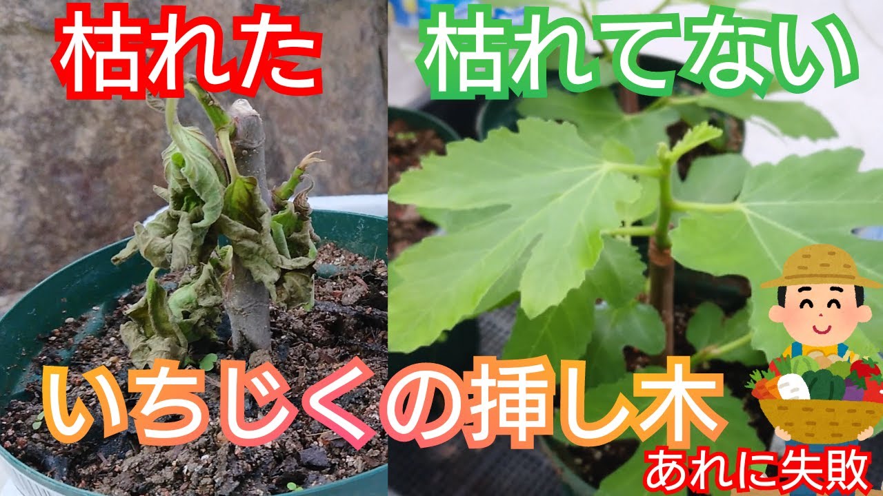 イチジクを挿し木で増やす 園芸農家が穂木づくりの実演&解説