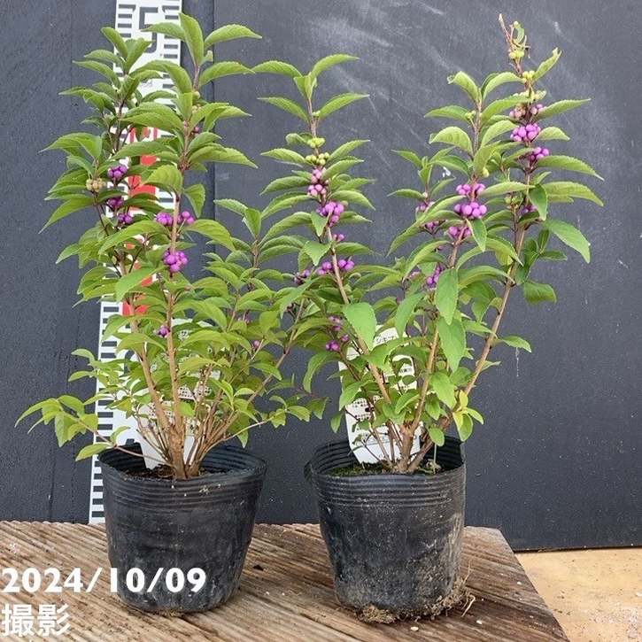 シラン：紫式部 ムラサキシキブ 4.5号鉢植え 株のみの通販園芸ネット