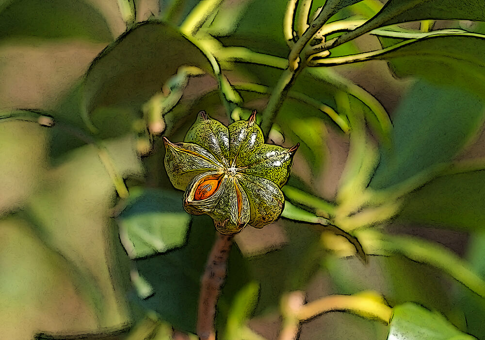 樒 しきみ とは？仏教との関わりや葬儀の使用例、榊との違いを解説お仏壇のはせがわ 公式