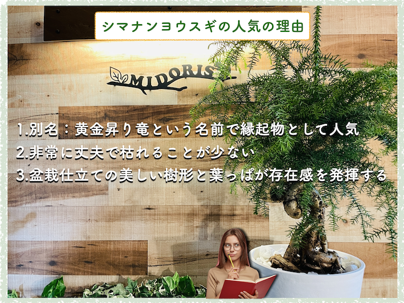 GKZ植物事典・コバノナンヨウスギ 小葉南洋杉