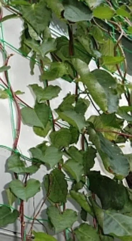 父の日の贈り物に！開花時期は3月頃と11月頃。冬は落葉します 送料無料！縁起もの亀付き 紅長寿梅 べにちょうじゅばい の盆栽 信楽茶鉢 盆栽ぼんさい ボンサイ bonsai bonsaiart ミニ盆栽 小品盆栽 長寿梅 tyouzyubai 梅 ume