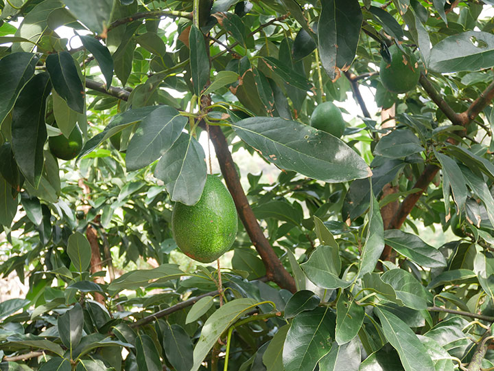 アボカドの育て方 種から実がなるまで何年？植え替え時期は