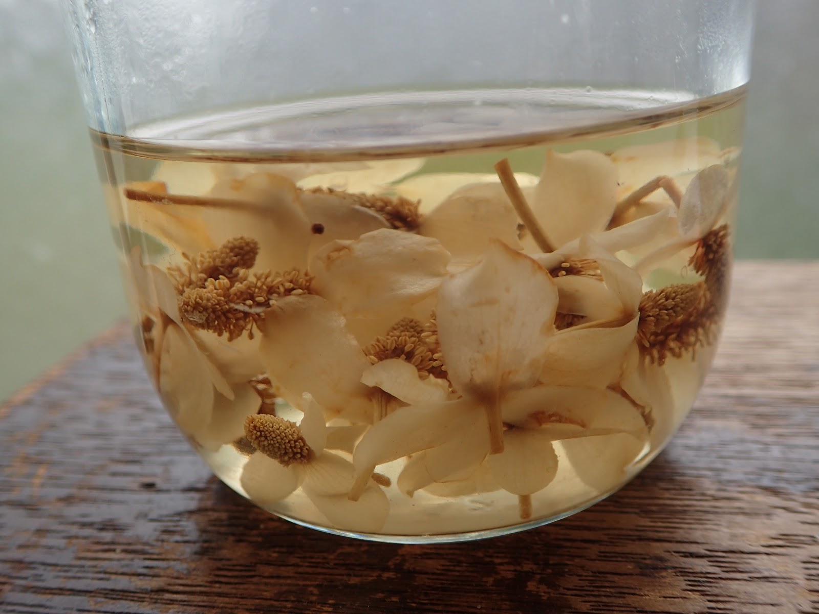 自然由来の虫刺され・かゆみ止め、「ドクダミチンキ」の作り方 - ウェザーニュース