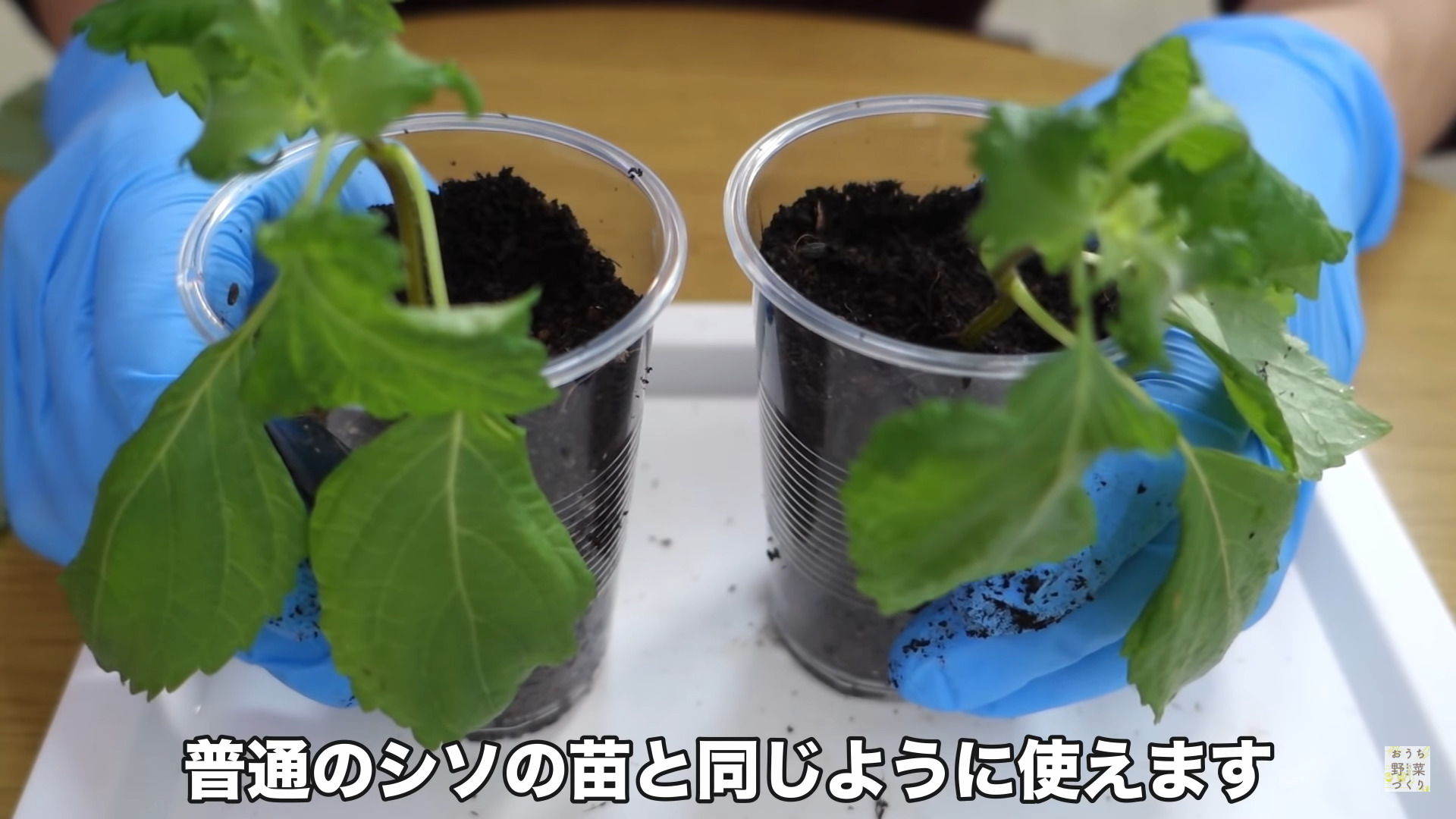 もうシソは買わなくてもOK」家庭で簡単、ペットボトルが“シソ農園”に 1年中収穫 再生80万回超の神アイデアまいどなニュース