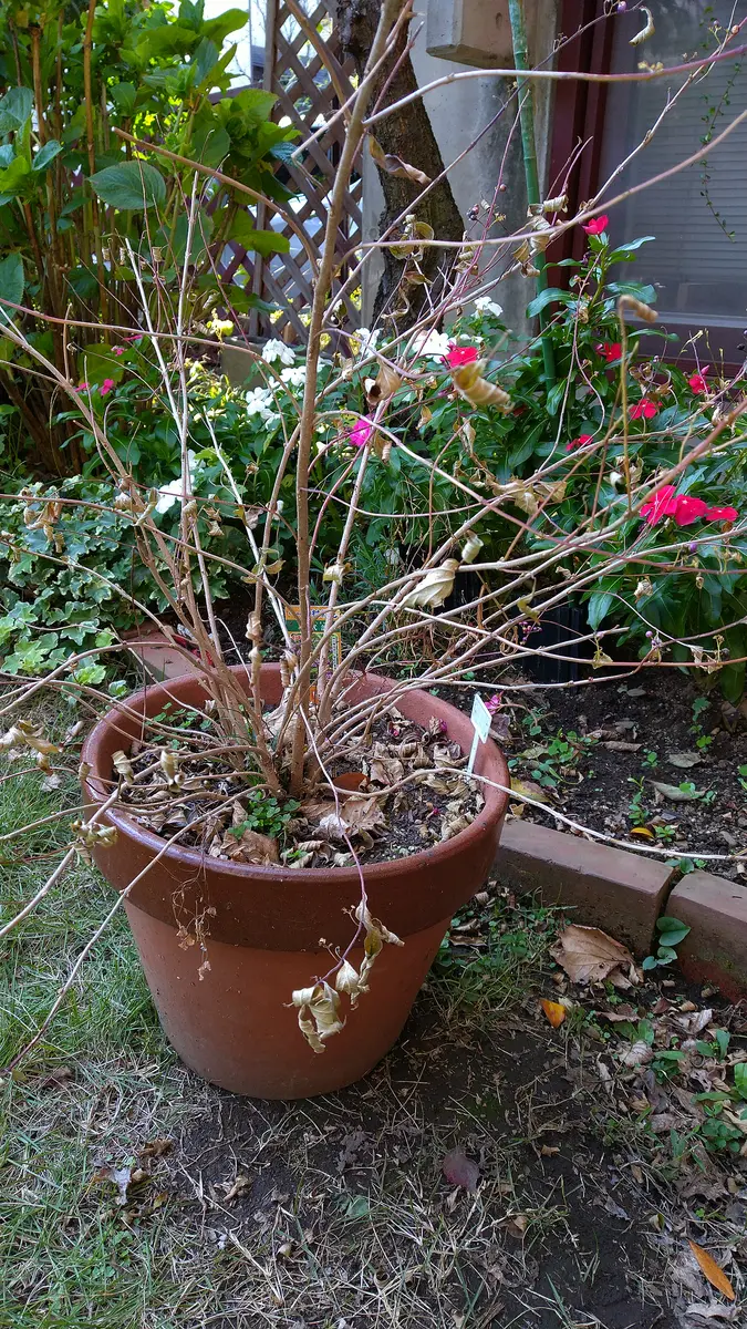 初心者向け 紫式部の盆栽小さな実が可愛い！育てやすさも魅力趣味盆栽のブログ