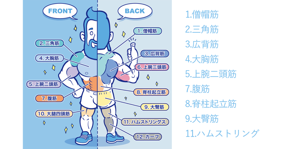 筋肉部位名称まとめ 作用や自宅でできる鍛え方も分かりやすく解説！筋トレ・筋肉トレーニングAll About