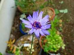 9月24日の誕生花 ハギ 萩 の花言葉「前向きな恋」、しだれる枝に「内気」な「思い」をのせて咲く花の「柔軟な精神」弥生おばさんのガーデニングノート「花と緑の365日」 - 楽天ブログ