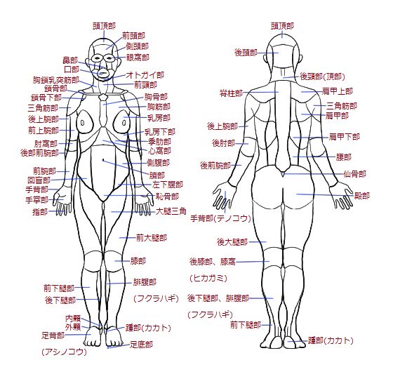 脚の部位について。名称や呼び方について
