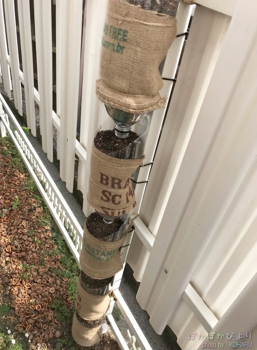 ペットボトル鉢のススメ 簡単に作れて、よく育つ！ 作り方を解説植物属インテリア科