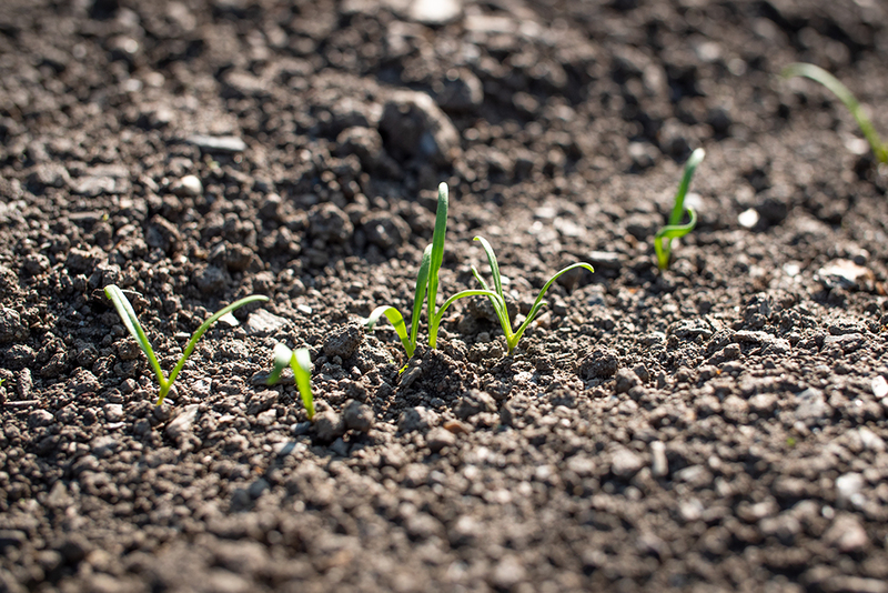 ホウレンソウの育て方プランター栽培、肥料の与え方も解説 – 自然暮らし