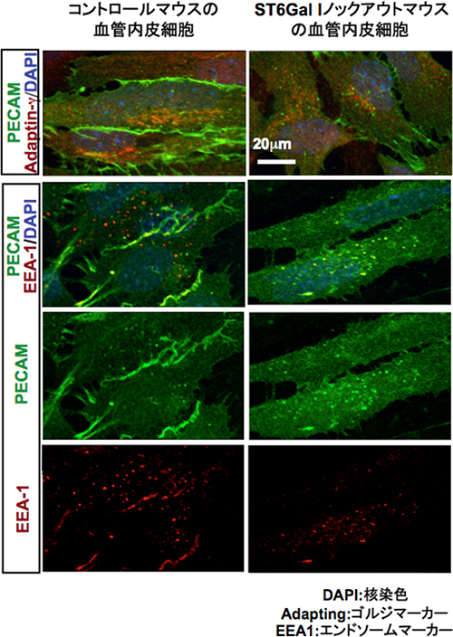 呼吸器系4,5－呼吸組織1,2