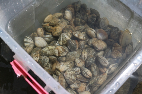 はまぐり 蛤 の砂出しの方法とコツ下ごしらえ辞典 〜料理の下ごしらえと基本とコツ