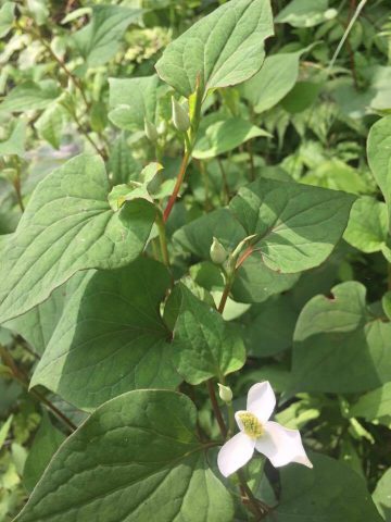 天然由来のかゆみ止め「ドクダミチンキ」を手作りしてみよう！ナチュラルライフBE-PAL キャンプ、アウトドア、自然派生活の情報源ビーパル