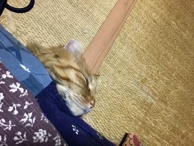 お布団の潜り方。 – MY SWEETIE 505シバイヌ モクのベターな日々。& Premiumアンド プレミアム