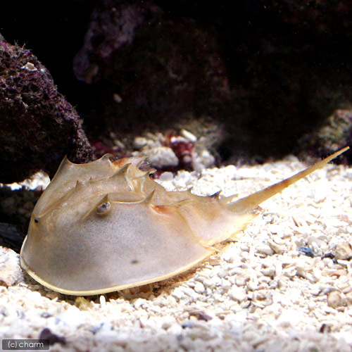 コロナワクチンでカブトガニ危機？ 企業が頼る青い血 - 日本経済新聞