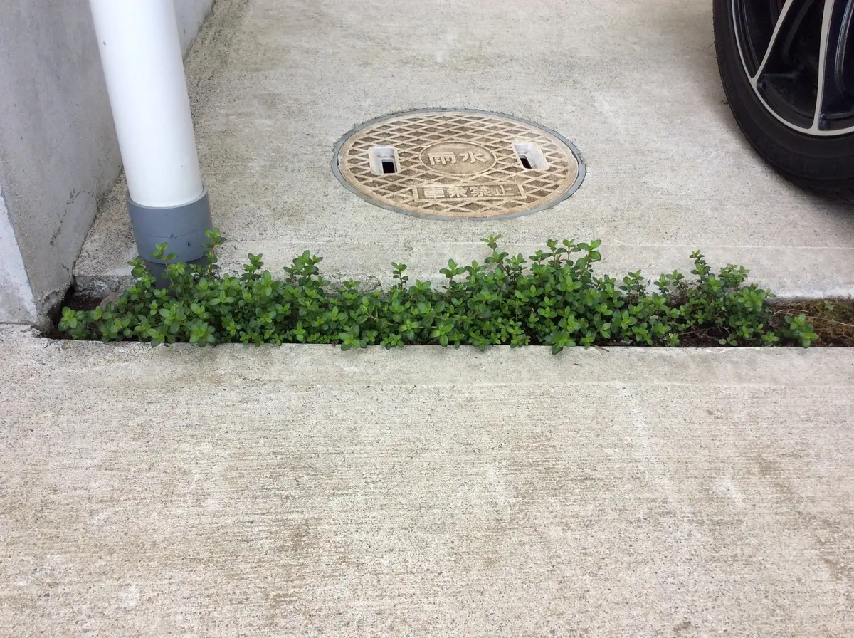 ハーブ 這うタイプのクリーピングタイム 『レイタータイム』すべての商品Junk sweet Garden tef*tef*