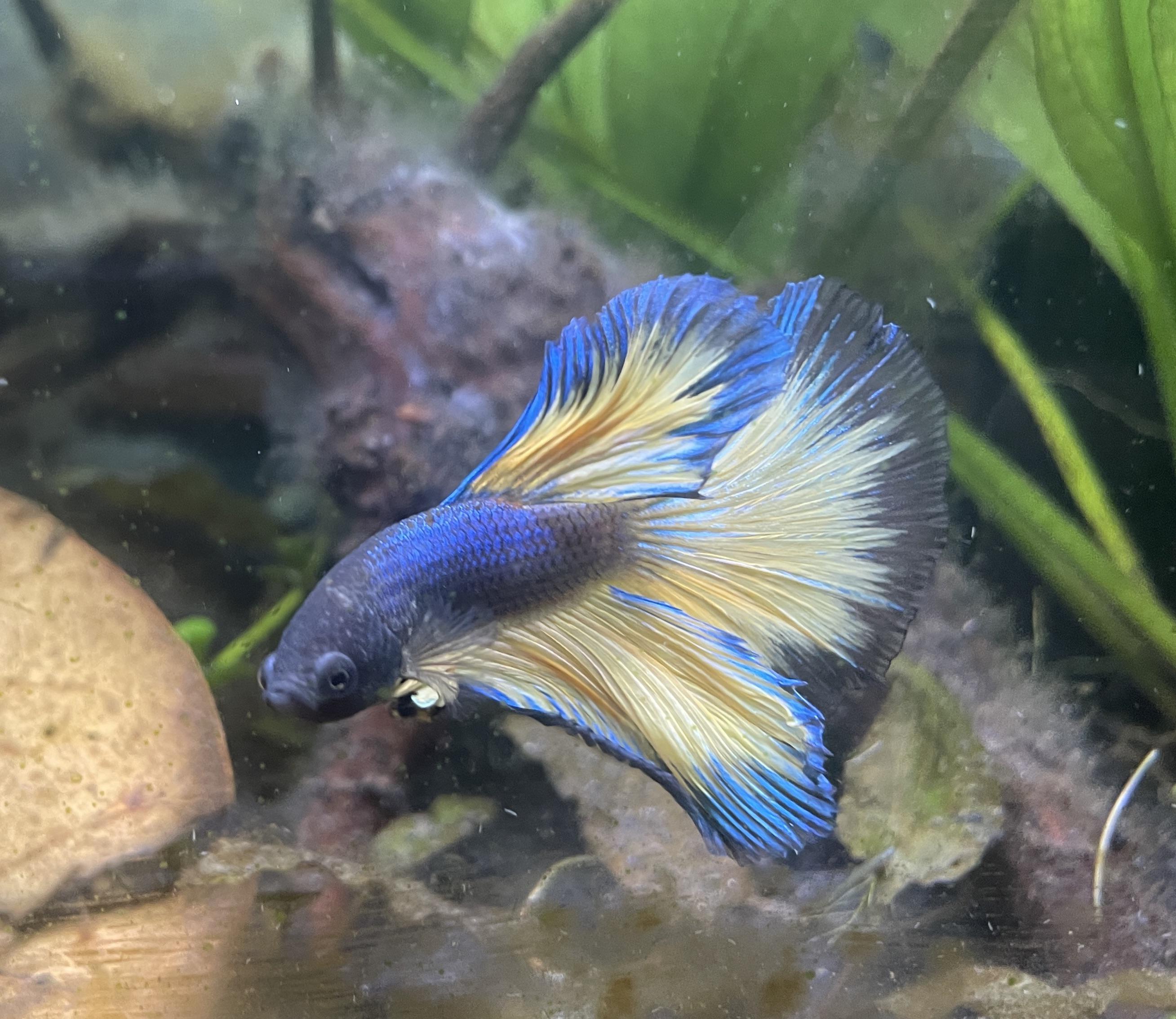 スリムより健康！ファンから太ってほしいと言われる韓国の女性芸能人5人 - DANMEE ダンミ