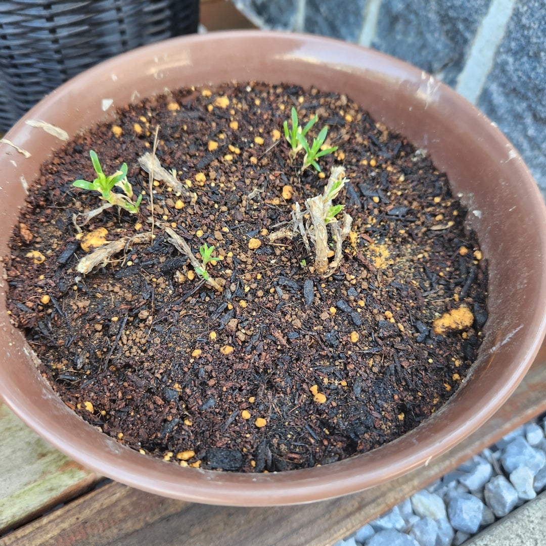 クリスマスローズの救命