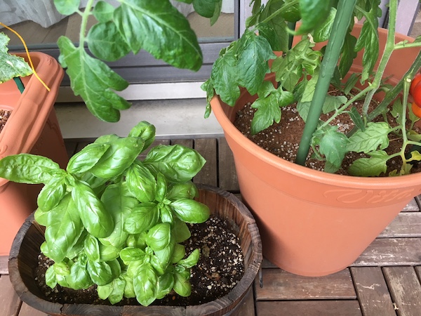 オクラのコンニオンプランツ栽培収穫後はそのまま次の野菜に有効利用！カジトラ