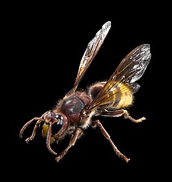 蜂」の書き方 - 中国語の簡体字の正しい書き順 筆順