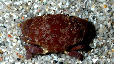 今週のおすすめえのすいトリーター日誌新江ノ島水族館
