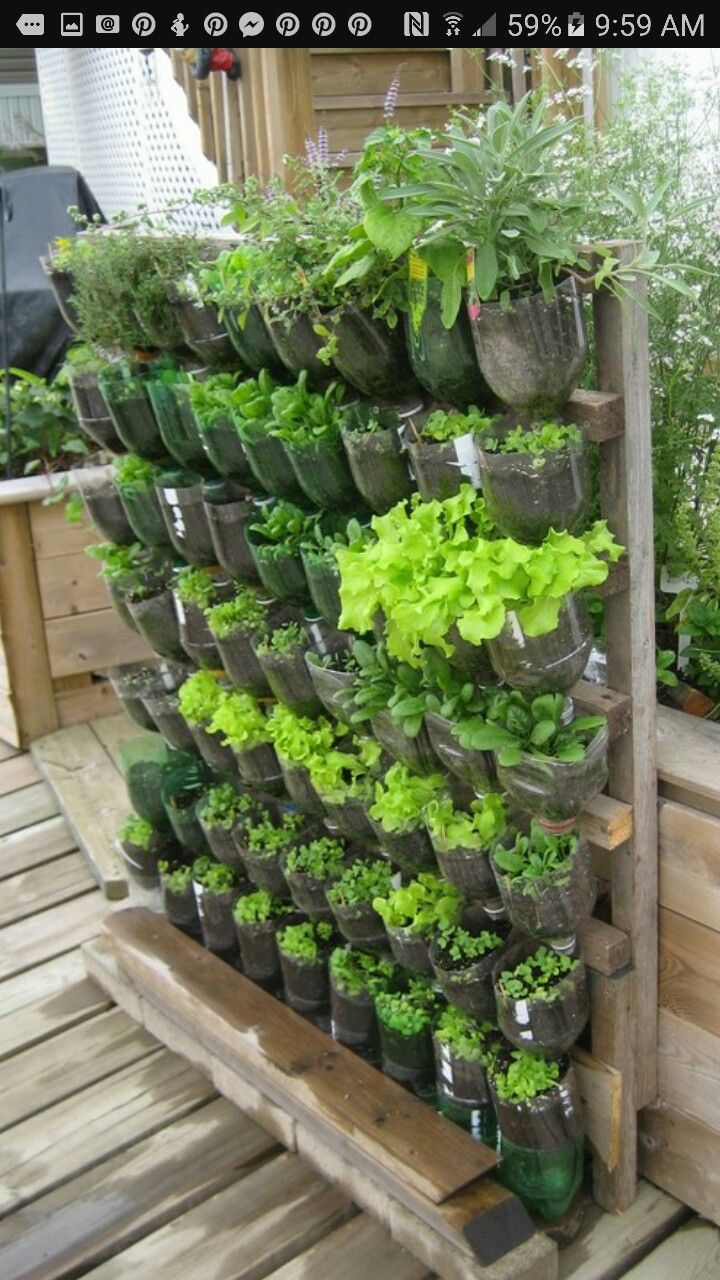 ペットボトルプランターを作る十時花園食卓菜園を提案