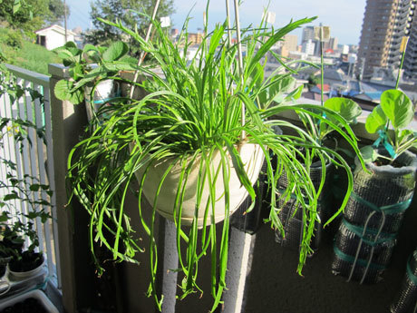 エルバステラ」ってなんだ園芸でちょこっと科学