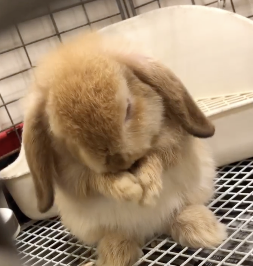 うさぎの毛がひと晩で無くなりパニックに！「湿性皮膚炎」との闘い ふうたの飼い主 -毎日が発見ネット