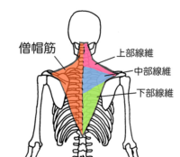 リバースエルボープッシュアップ 提供：ケアくる GDO ゴルフレッスン・練習