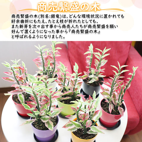 観葉植物 ペディランサス 銀竜ジグザグ銀竜の育て方 – Jewelry Plant online