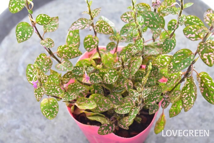 ヒポエステスの剪定の仕方について質問です。写真のように徒長して- Yahoo!知恵袋