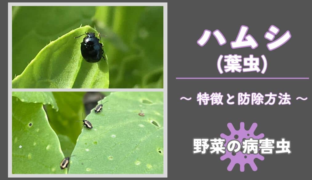 ハクサイの害虫対策！知っておくべきハクサイの害虫8種まとめ産直プライム.labブログJA連携！産地直送通販なら産直プライム