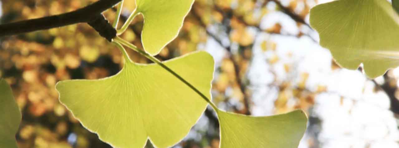 イチョウ葉とは？含まれている成分や効果・効能・副作用を紹介コラムnatural tech Lifestyle