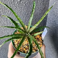 アロエの種類図鑑希少種や高級品種はどれ？それぞれの見分け方は