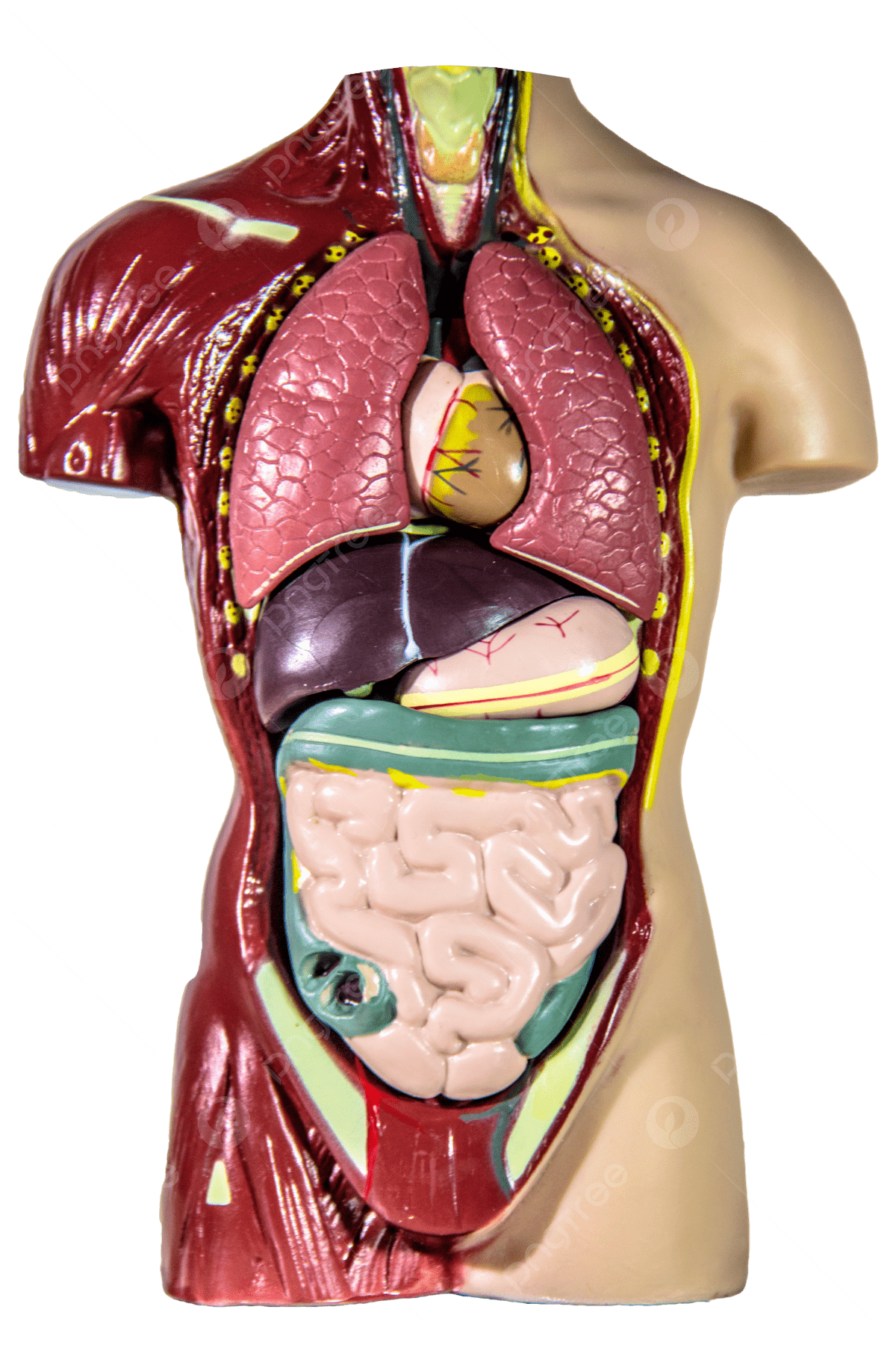人体 骨格筋 スタンプ 解剖学