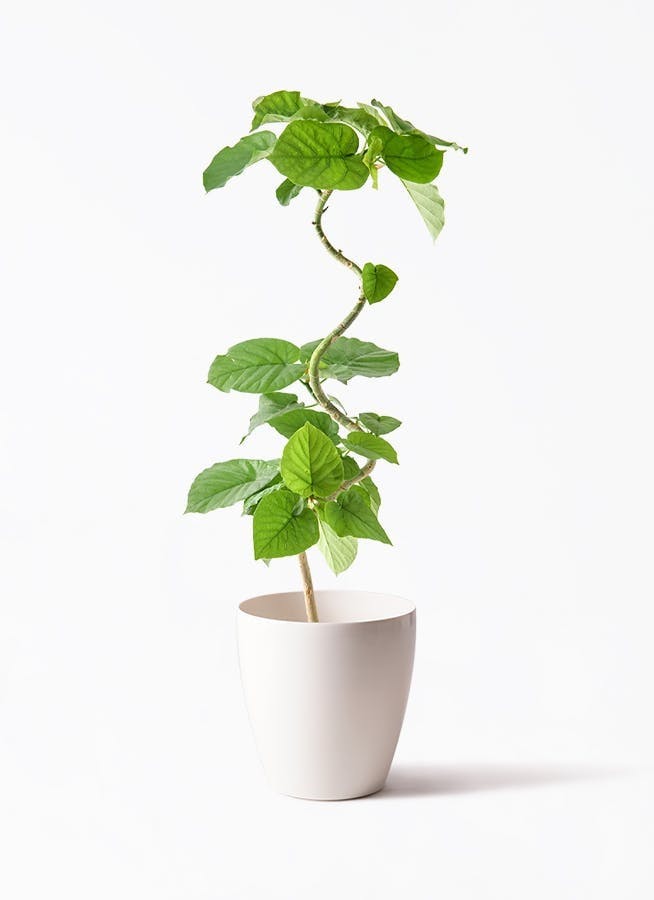 ウンベラータに肥料を与えるポイント 観葉植物の基礎知識APEGO