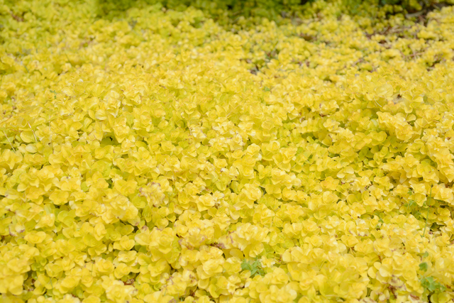こんにちは！リシマキアリッシーの花が終わり、葉だけになって 園芸相談Q＆Aみんなの趣味の園芸