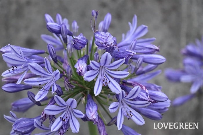 初夏の庭を彩る青い宝石、アガパンサスの育て方＆楽しみ方 – 野菜苗・植物苗の通販│人気の家庭菜園 苗のセレクト通販 ITANSE