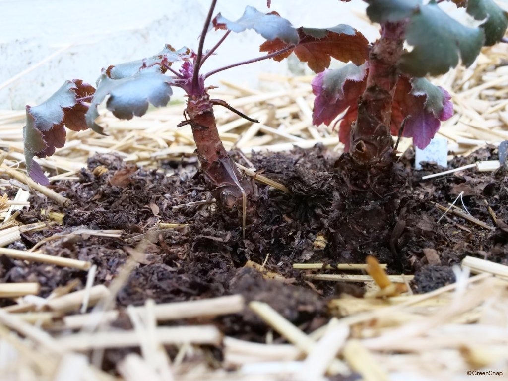 ヒューケラ枯れた😢園芸日記byかずんばみんなの趣味の園芸1002873