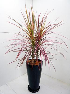 ドラセナ・コンシンネの育て方植え替えや増やし方は？水やりの頻度は？🍀GreenSnap グリーンスナップ