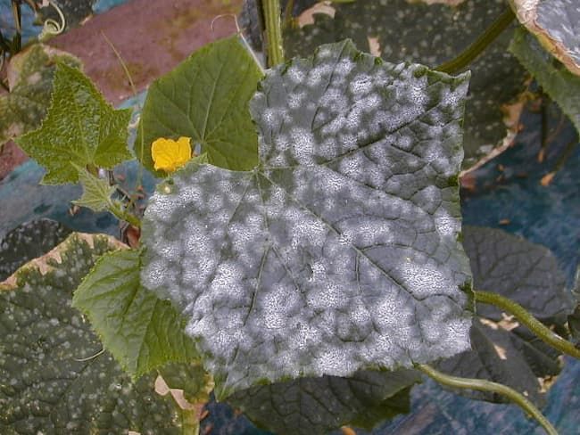 異常に喉が渇く原因とは？喉の渇きで考えられる病気についてつばさ在宅クリニック西船橋 船橋市の内科外来と訪問診療