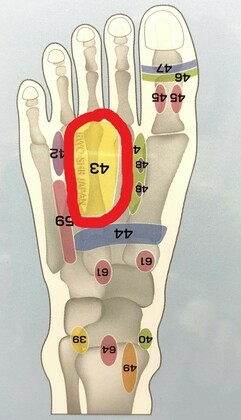 足つぼ名称図解 イラスト素材6694512- フォトライブラリ