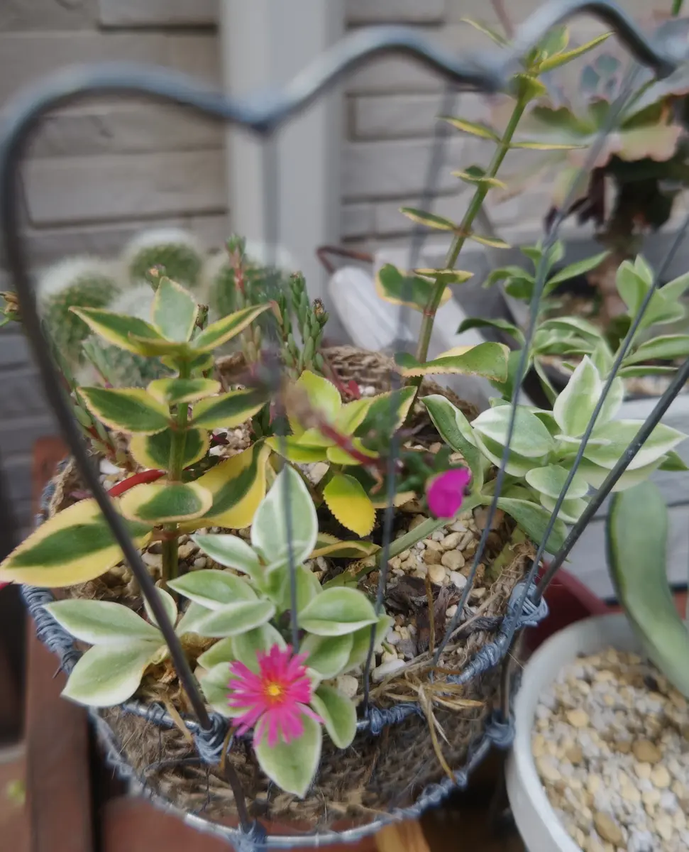 ベビーサンローズ、白覆輪花蔓草